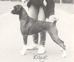 CH Redfyre Prima Donna - Photo from SWBC Boxer '88, Page 88