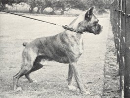 Rex von Durrenberg - Taken from Supplement to OUR DOGS 10 Dec 1937, Page 82