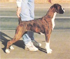 CH Roamaro Scotch Mist of Winuwuk