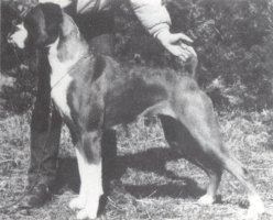 CH Roxess Daze Of Wine And Roses - Left Side