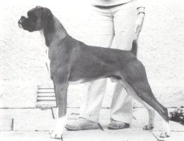 CH Rupik Bellringer of Seefeld - Left Side