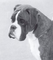 CH Rustibee Lookin Back Texas from Marbelton