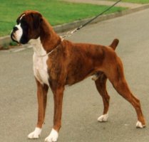 CH Rustibee Lookin Back Texas from Marbelton