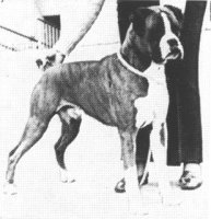 CH Rytonway Triple Crown
