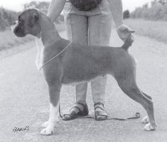 CH Santonoaks Be Bop A Lula