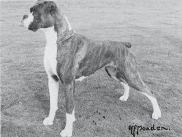 CH Scallywag of Skelder - Left Side