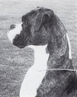 CH Scallywag of Skelder - Head Shot