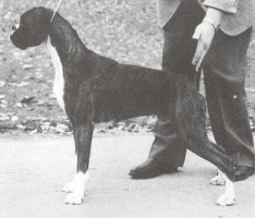 Ch Seacrest Sassafras of Quantro - Photo from SWBC Boxer '94, Page 73