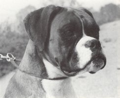 CH Seefeld Coral Gem - Head Shot