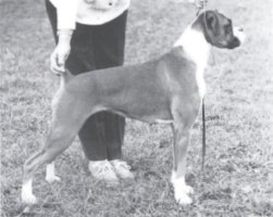 CH Seefeld Tinkerbelle - Left Side