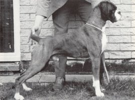 CH Sheffordian John Joe