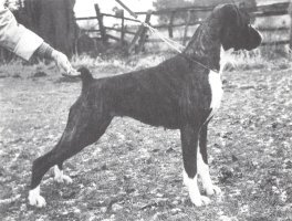 CH Sheffordian Ruby Tuesday of Norwatch - Right Side