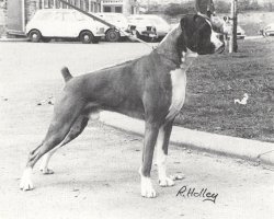 CH Simoor Status Symbol