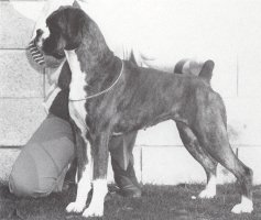 CH Slightly Sloshed of Sunhawk at Walkon - Left Side