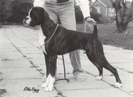 CH Snarestone Pinocchio of Tyzack