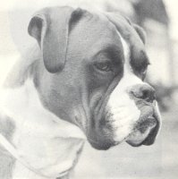CH Starmark Sweet Talking Guy - Head Shot