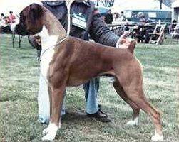 Ch Steynmere Summer Gold - Left Side