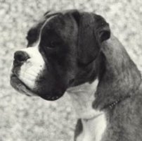 CH Sulak Lucky Strike of Winuwuk - Head Shot