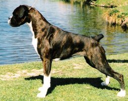 CH Sulez Labelled With Love JW