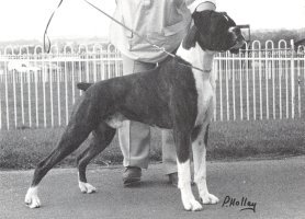 CH Summer Shadow of Gremlin