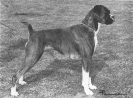 CH Tartan Tigress of Skelder