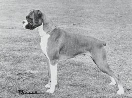 CH Thayman Cinna - Left Side