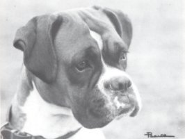 CH Thayman Cinna - Head Shot