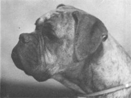 CH Thornick Beta of Oidar