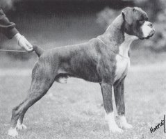 CH & IR CH Tirkane Teddy Boy