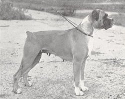 CH Toplocks Welladay of Sheafdon - Photo from The British Boxer Club Year Book 1955, Page 37