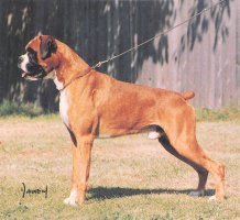 CH Toy Boy at Marbeltn - Photo from SWBC Boxer '91, Page 113