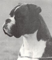 CH Tyegarth Blue Kiwi - Head Shot