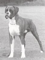 CH Tyegrth Famous Grouse - Front View