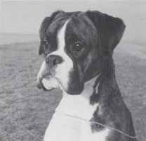 CH Vizage Vesta Tilley