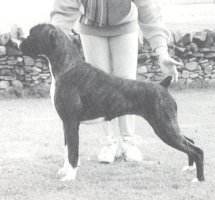 CH Walkon Smash 'n' Grab - Photo from SWBC Boxer '92, Page 141