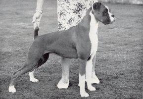 CH Wardrobes Silhouette of Arnogar - Right Side - Photo from OUR DOGS Christmas 1960, Page 197