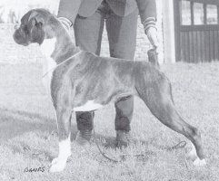 CH Winuwuk Hazy Daze at Roamaro