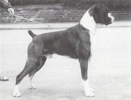 CH Wrencliff Flying Scotchman of Winuwuk - Right Side