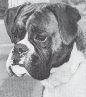 CH Wrencliff Flying Scotchman of Winuwuk - Head Shot - Photo from SWBC Boxer '86, Page 169