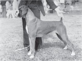 CH Wrencliffe Careful Choice of Inglethorn