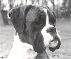 CH Ymar Admiral Of The Fleet - Photo from SWBC Boxer '96, Page 39